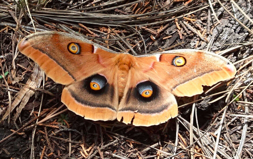 Image of Western Polyphemus Moth