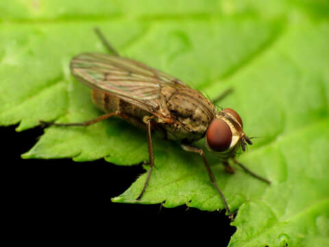 Image of Leucophora johnsoni (Stein 1898)