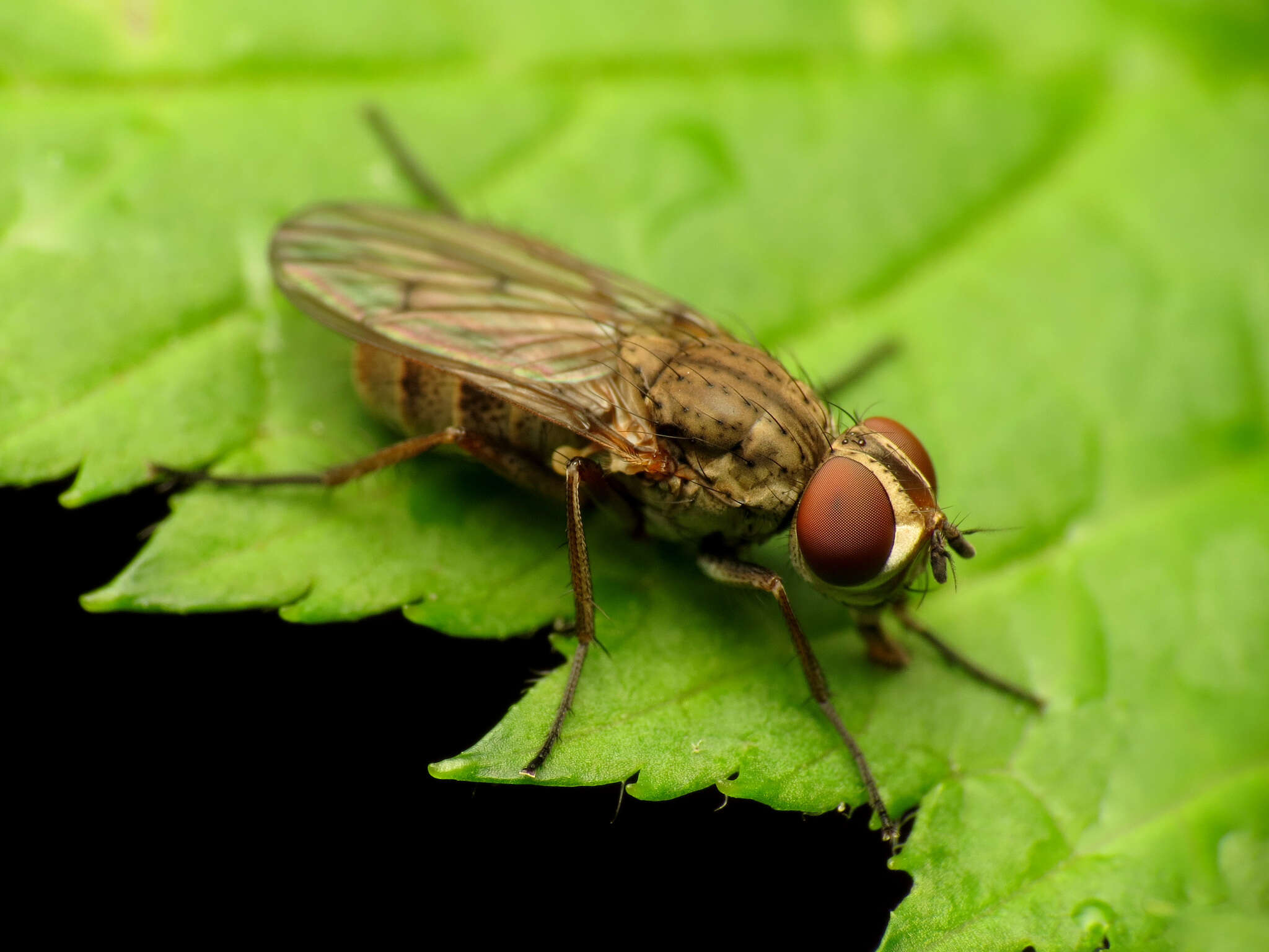 Sivun Leucophora johnsoni (Stein 1898) kuva