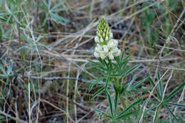 Image of sulphur lupine