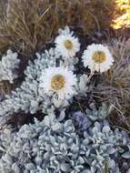 Image of Leucochrysum alpinum (F. Müll.) R. J. Dennis & N. G. Walsh