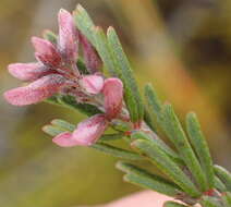 Indigofera pappei Fourc.的圖片