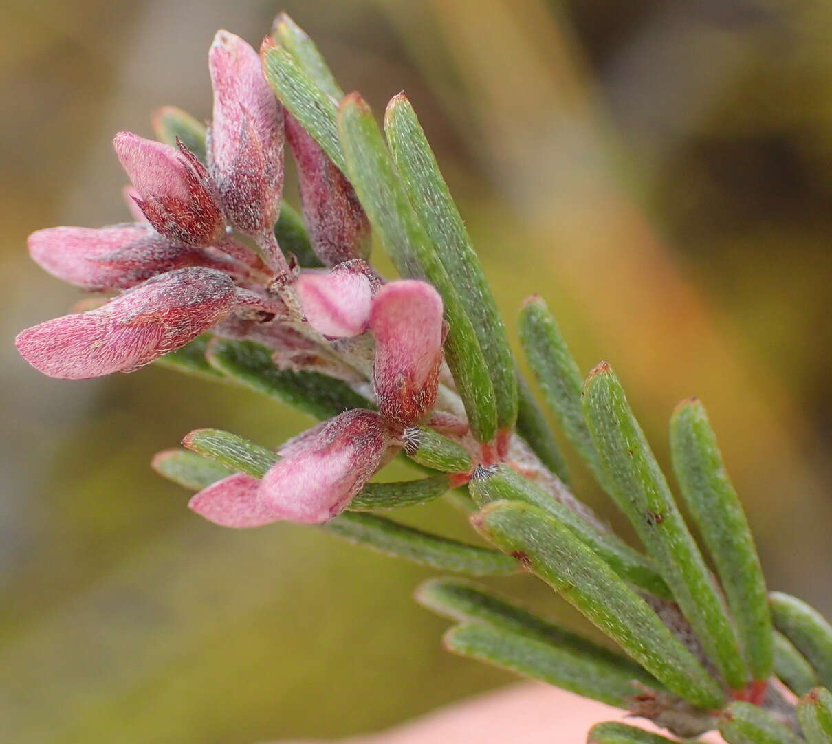 Слика од Indigofera pappei Fourc.