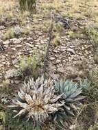 Image de Agave parryi subsp. neomexicana (Wooton & Standl.) B. Ullrich