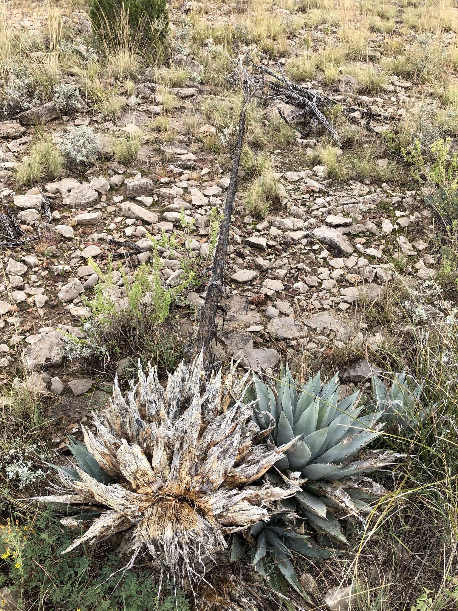 Image de Agave parryi subsp. neomexicana (Wooton & Standl.) B. Ullrich