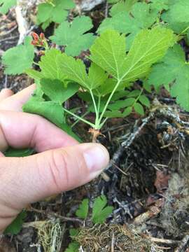 Imagem de Ribes erythrocarpum Coville & Leiberg