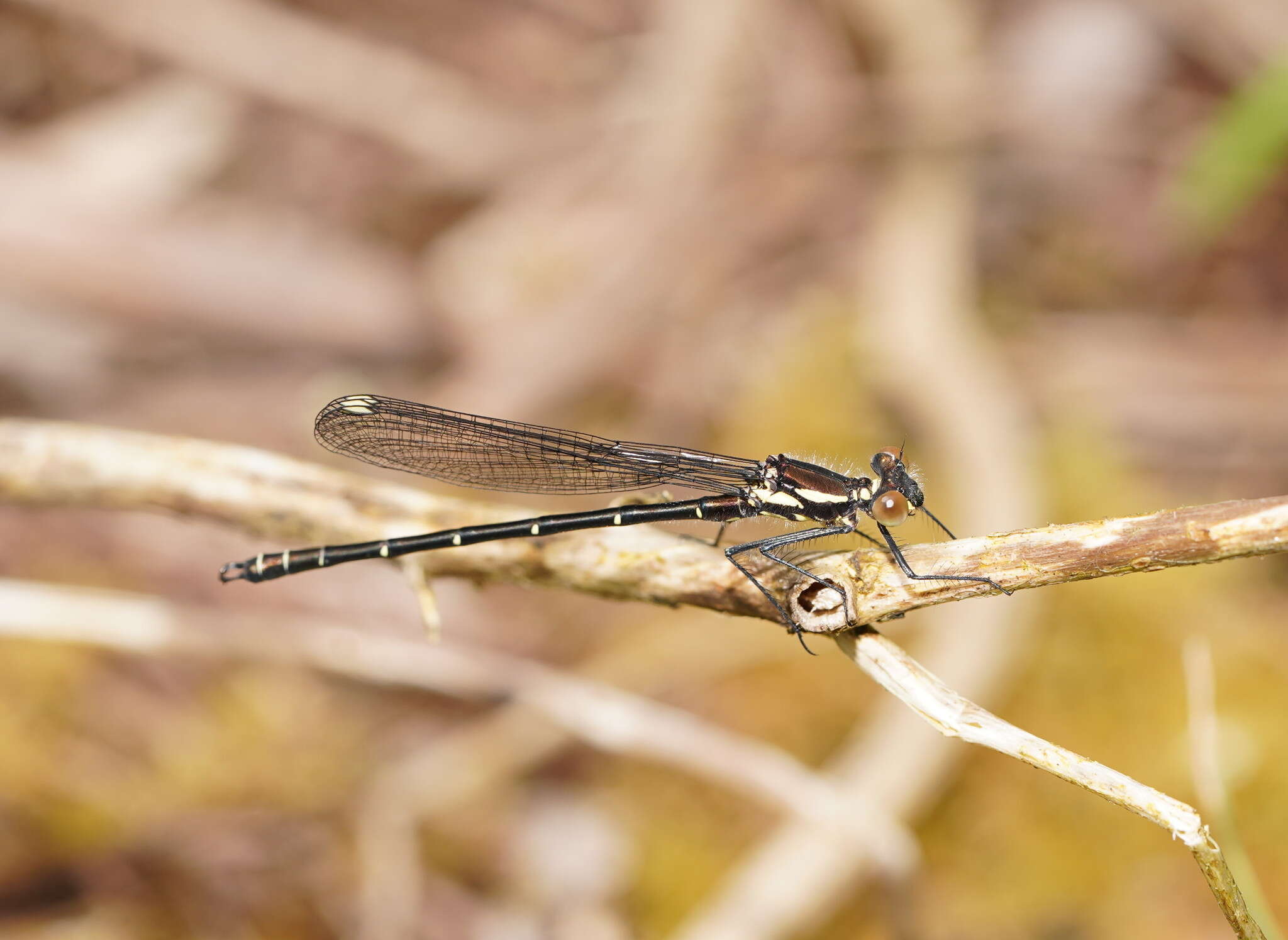 Image de Austroargiolestes calcaris (Fraser 1958)