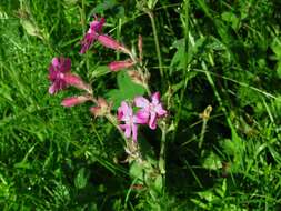 صورة Silene dioica (L.) Clairv.