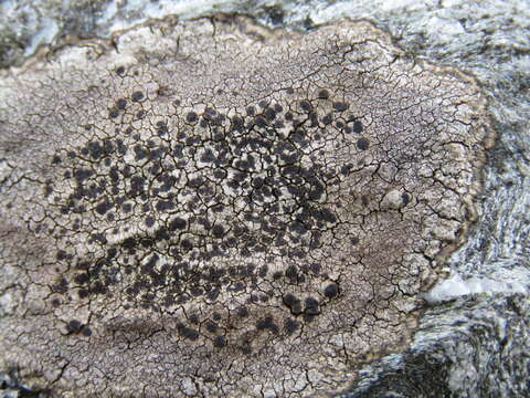 Image of fuscidea lichen