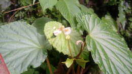 Image of Begonia ozotothrix D. C. Thomas