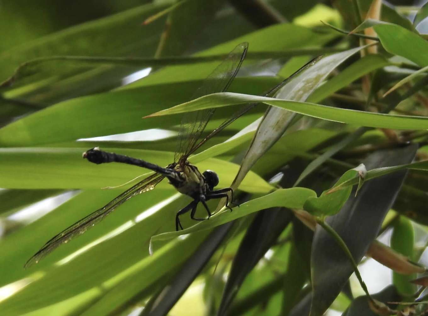 Imagem de Leptogomphus hongkongensis Asahina 1988