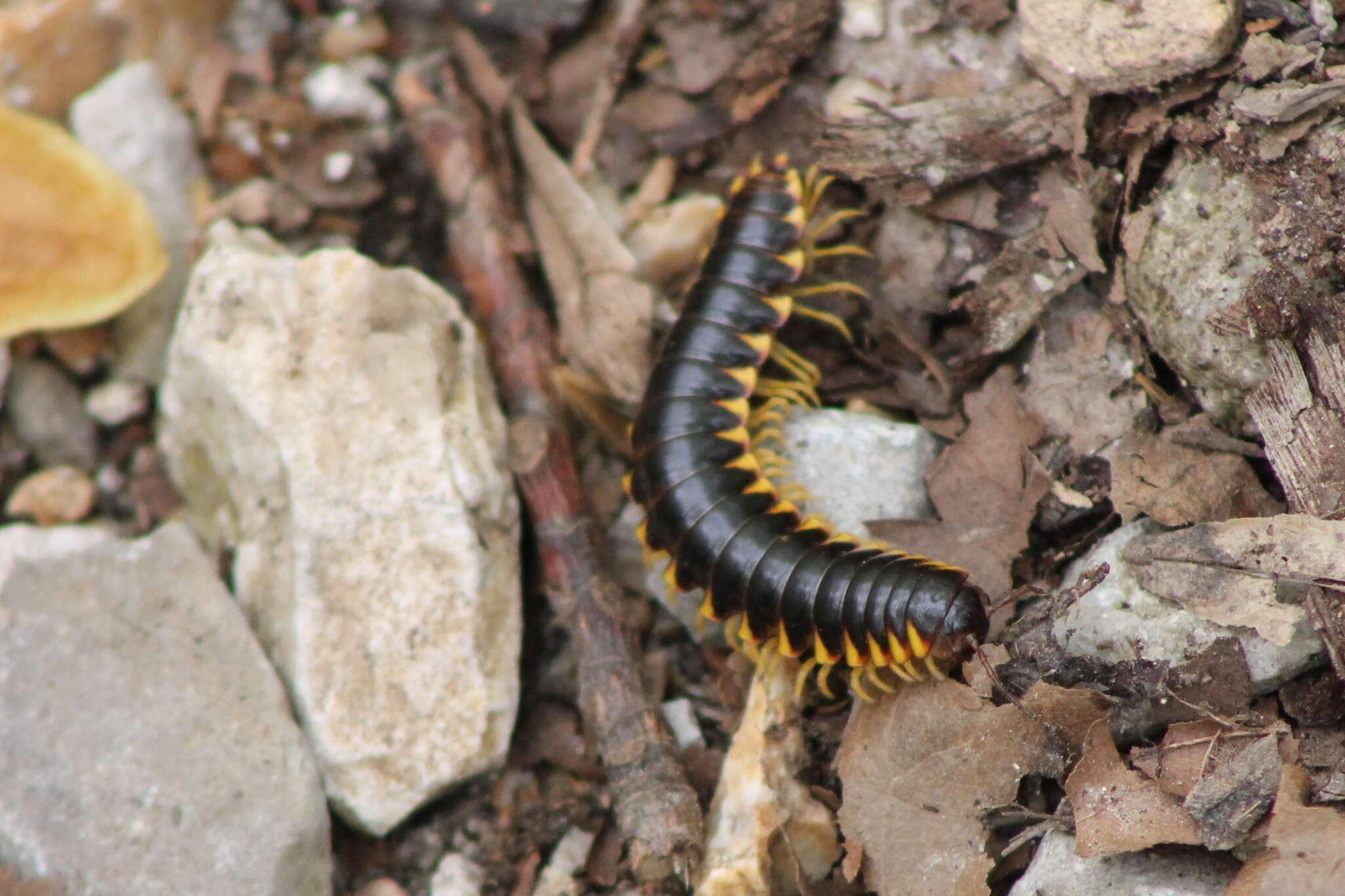 Image of Pleuroloma flavipes Rafinesque 1820