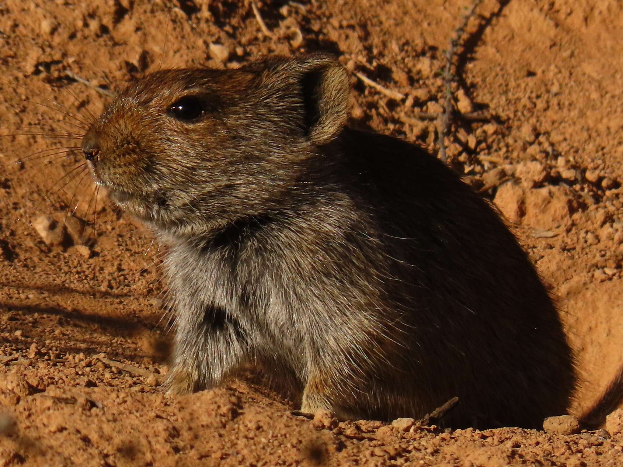 Image de Parotomys brantsii (A. Smith 1834)