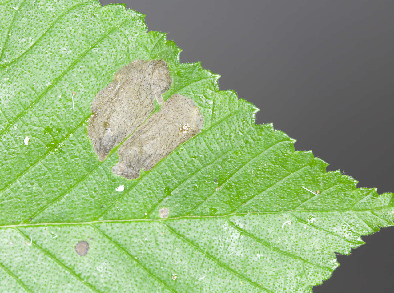 Image of Elm leafminer