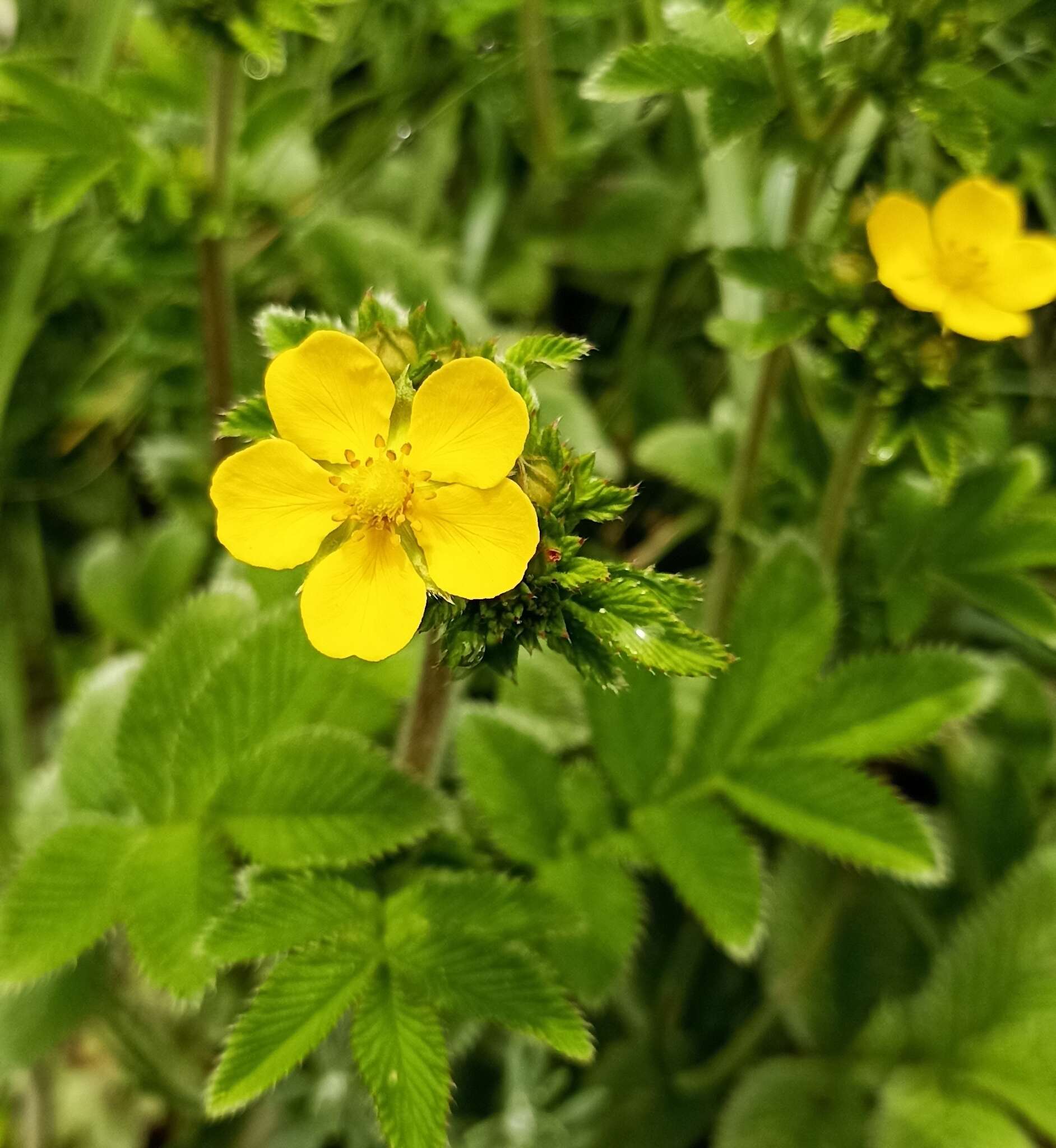 Image de Argentina polyphylla (Wall. ex Lehm.) Soják