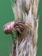 Image of Xysticus audax (Schrank 1803)