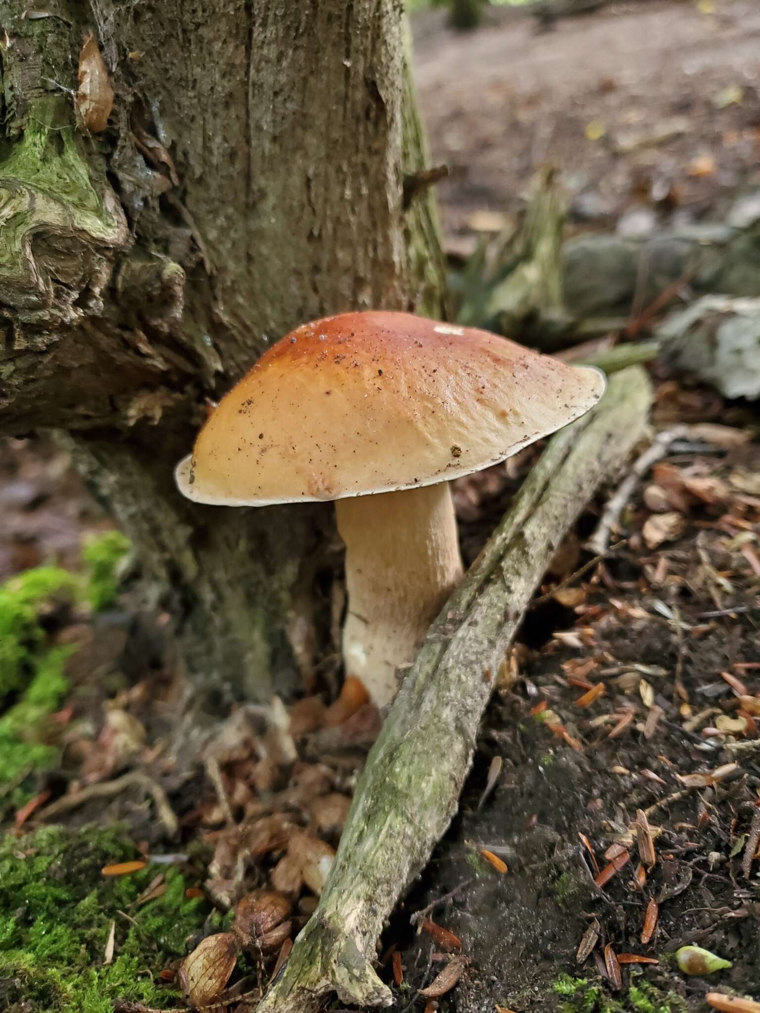 Sivun Boletus chippewaensis A. H. Sm. & Thiers 1971 kuva