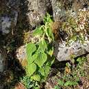 Image of Urtica urentivelutina Weigend