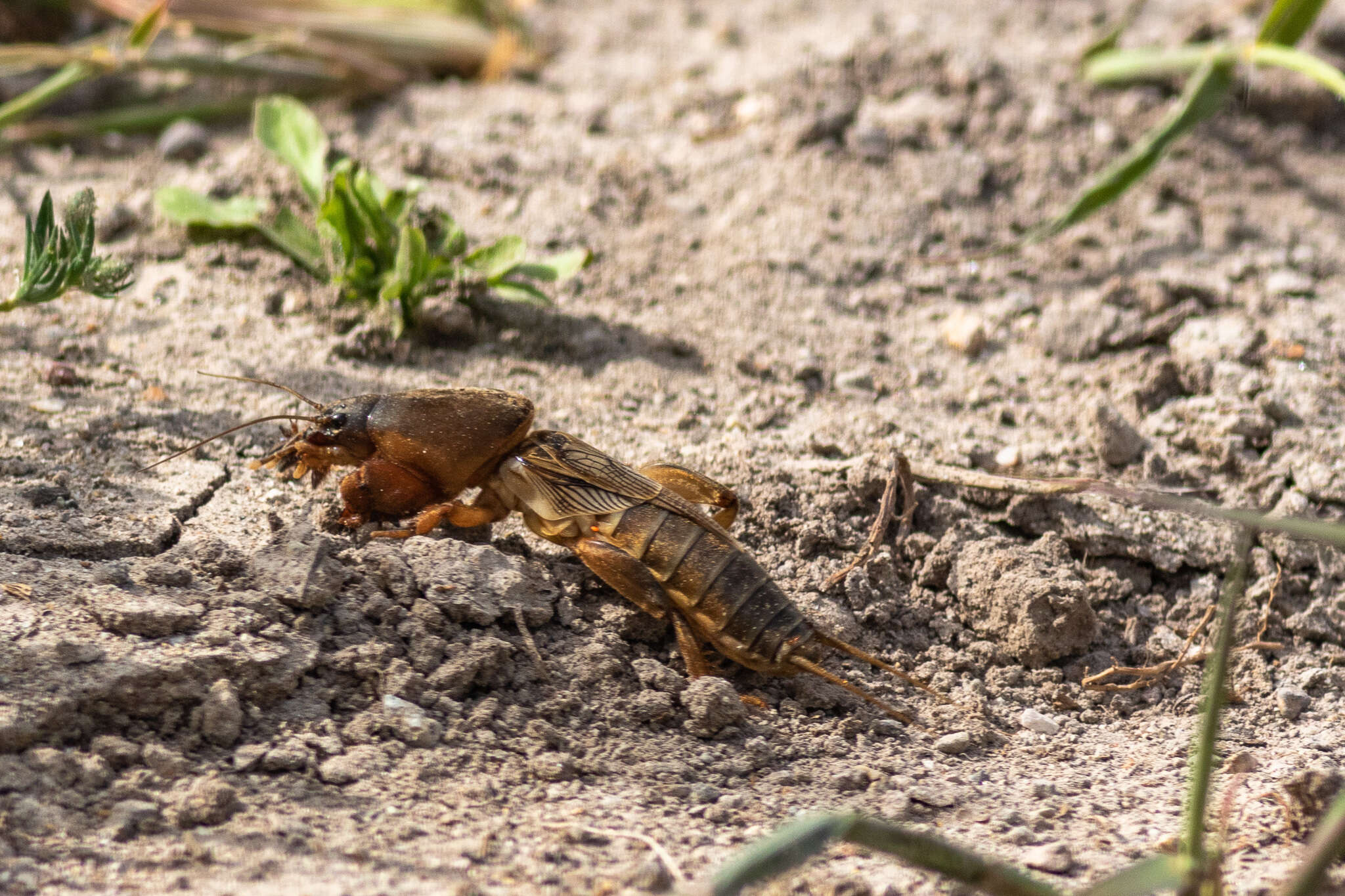 Image of Gryllotalpa stepposa Zhantiev 1991