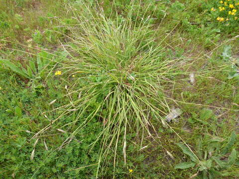 Image de Danthonia californica Bol.