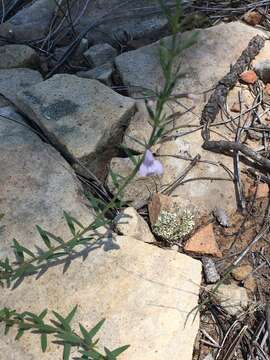 Hedeoma hyssopifolia A. Gray resmi