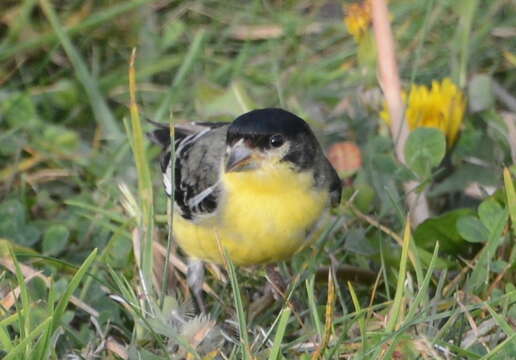 Image of Lesser Goldfinch