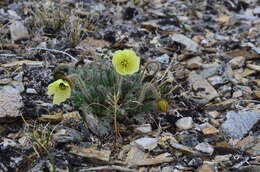 Image of Papaver calcareum V. V. Petrovskii