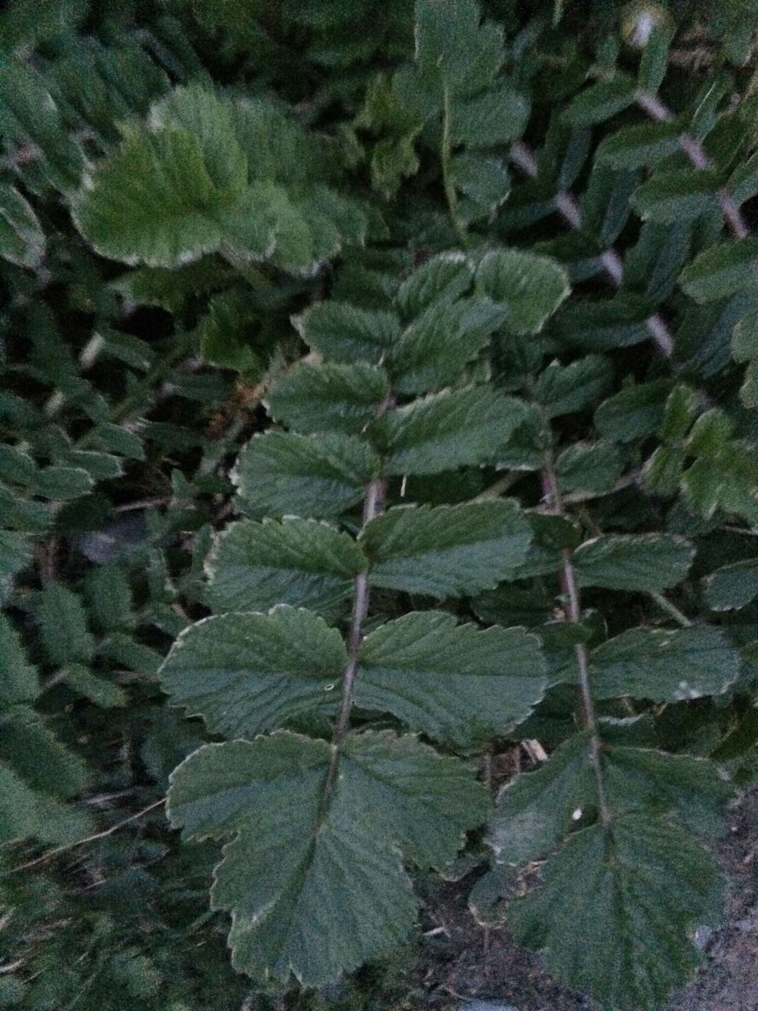 Image of Raphanus raphanistrum subsp. landra (Moretti ex DC.) Bonnier & Layens