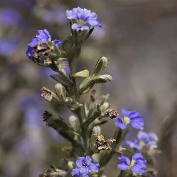 Image of Dampiera marifolia Benth.