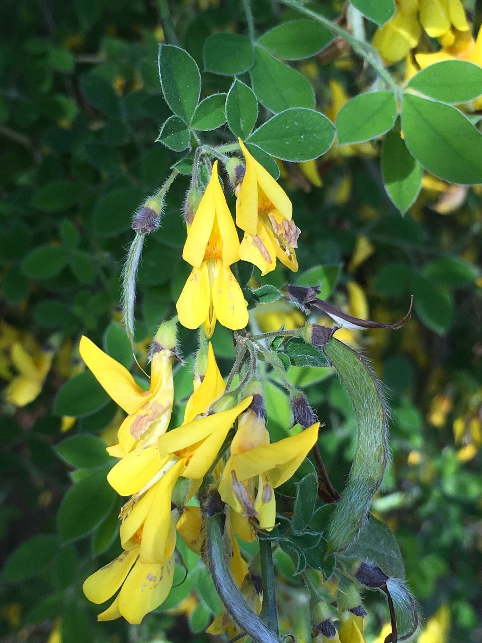 Image of Hairy Broom