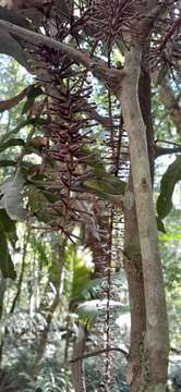 Image of Hicksbeachia pinnatifolia F. Müll.