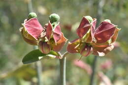 Sivun Euphorbia bracteata Jacq. kuva