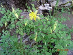 Image of longspur columbine