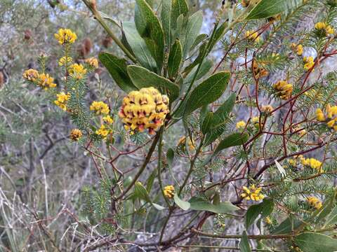 Imagem de Daviesia corymbosa Sm.