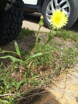 Image of Carolina desert-chicory