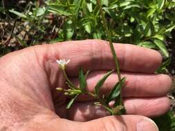 Image of White-Flower Willowherb