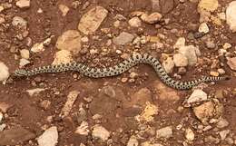 Imagem de Crotalus oreganus concolor Woodbury 1929