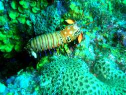 Image of peacock mantis shrimp