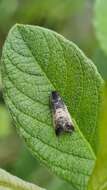 Image of Sallow-shoot Piercer