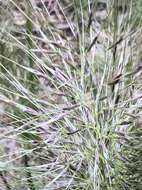 Image of Austrostipa mollis (R. Br.) S. W. L. Jacobs & J. Everett