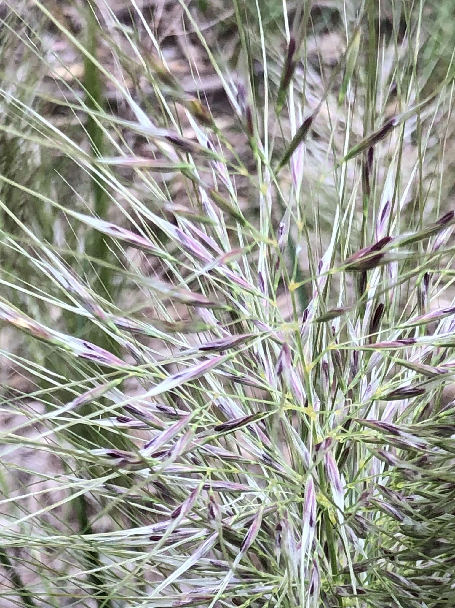 Image of Austrostipa mollis (R. Br.) S. W. L. Jacobs & J. Everett