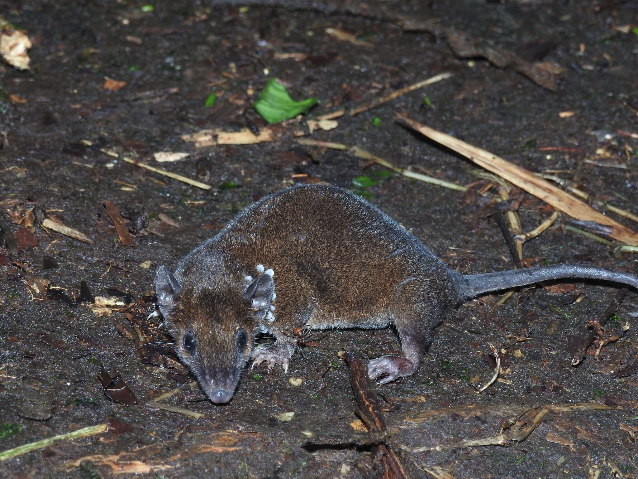 Imagem de Monodelphis adusta (Thomas 1897)