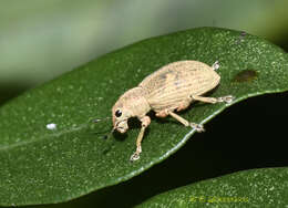 Image of Eugnathus distinctus Roelofs 1873