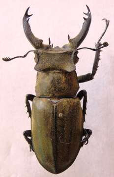 Image of Lucanus sericeus Didier 1925