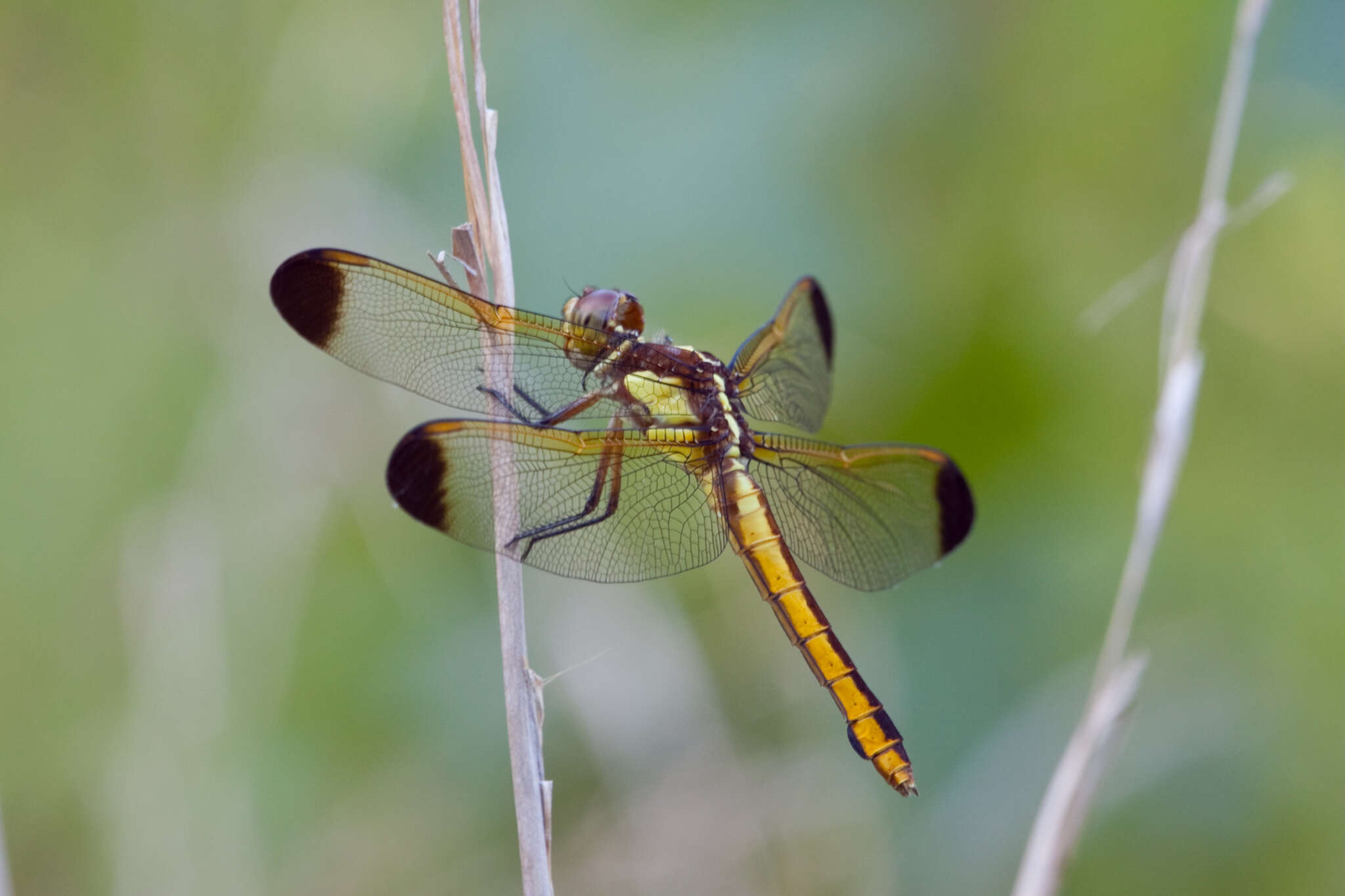 Image de Libellula flavida Rambur 1842