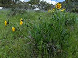 Image of Mt. Diablo helianthella