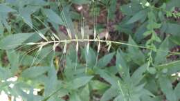 Image of Eastern Bottle-Brush Grass