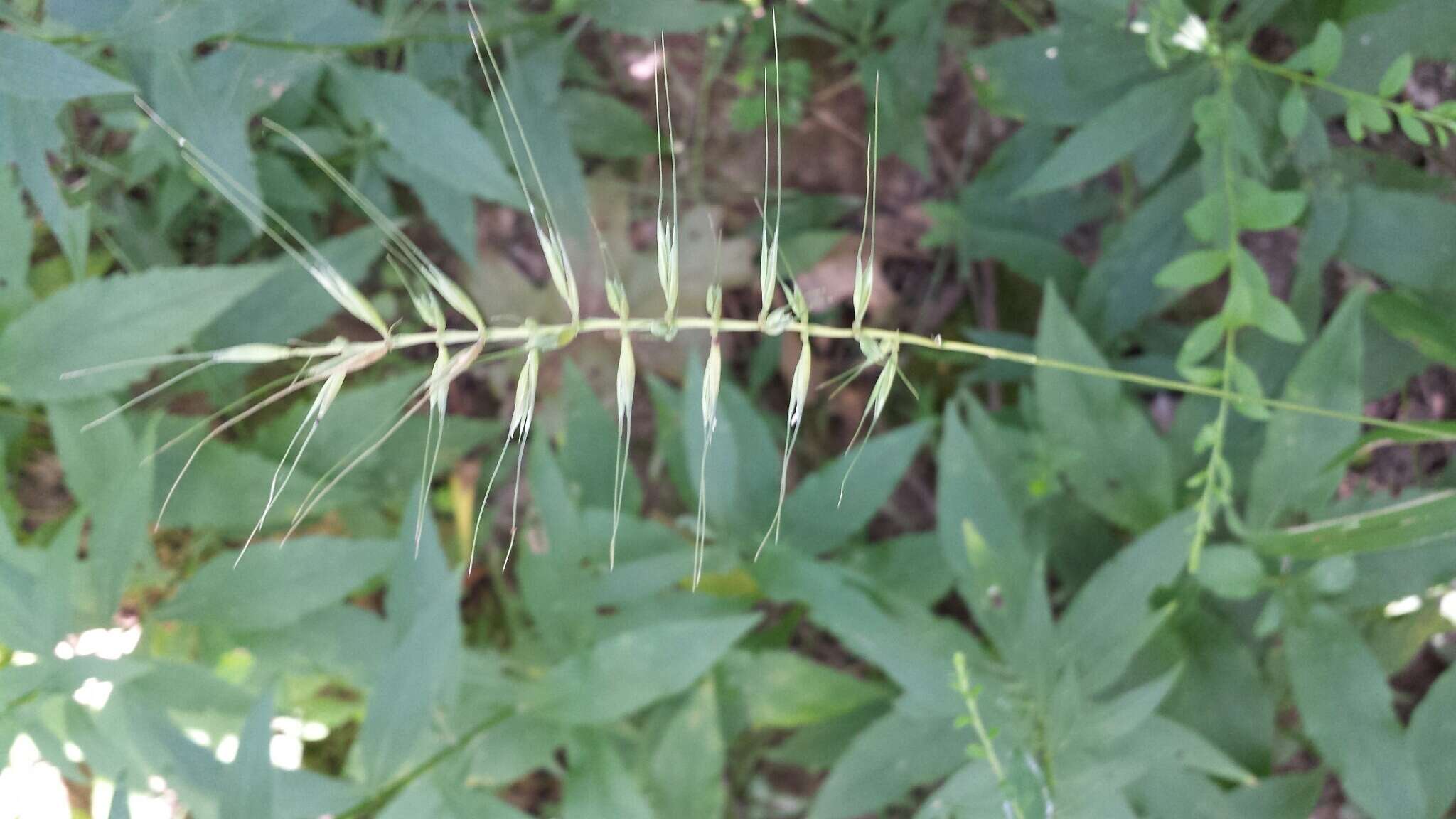 Image of Eastern Bottle-Brush Grass