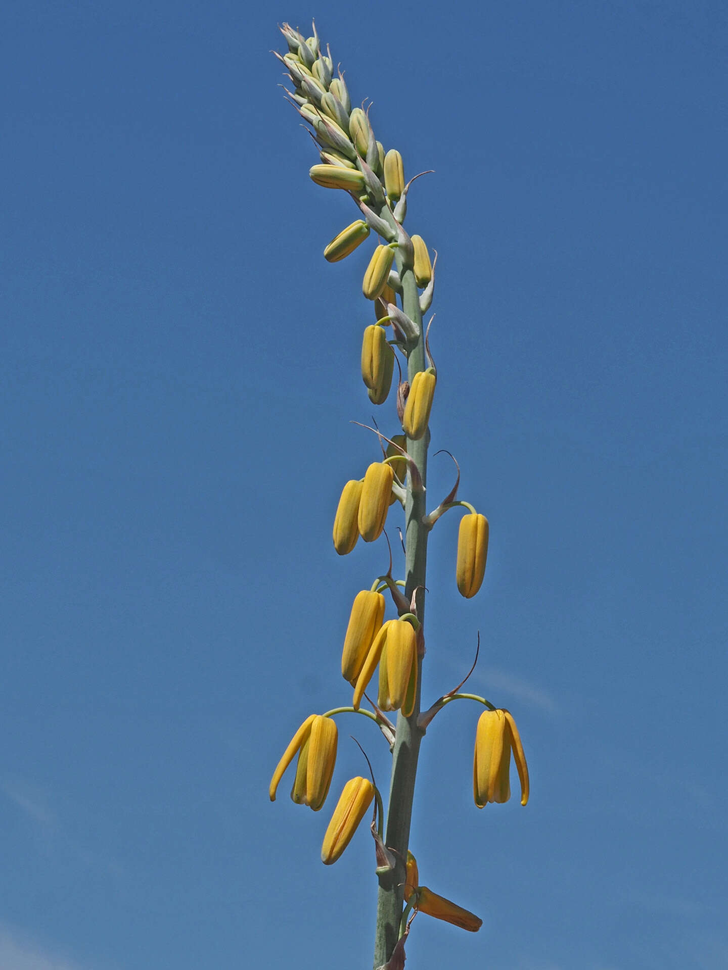 Image de Albuca clanwilliamae-gloria U. Müll.-Doblies