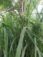 Image of sugarcane